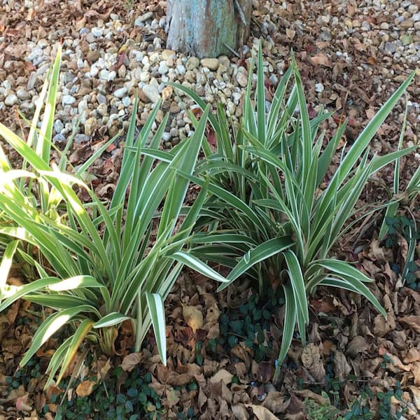 Dianella - 1 Gal