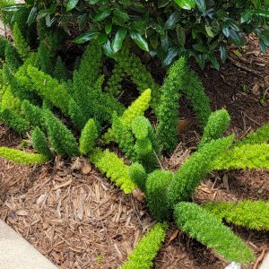 Foxtail Fern - 3 Gal