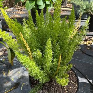 Foxtail fern