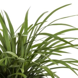 Green Liriope - 1 Gal