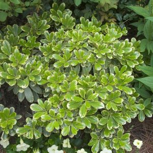 Pittosporum Variegated - 3 Gal
